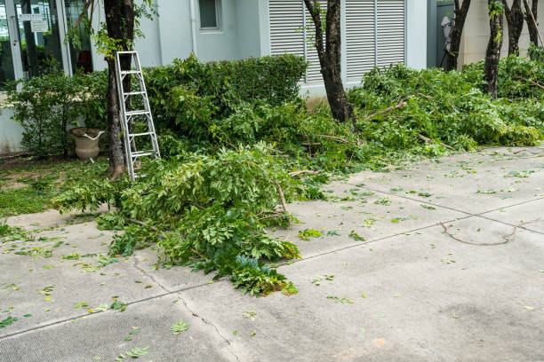 How Our Tree Care Process Works  in  Vinton, VA